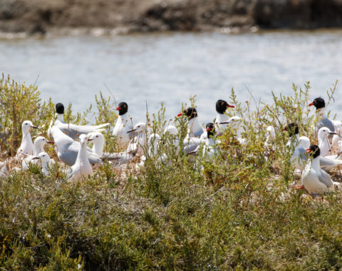 Ecosistemi e biodiversità