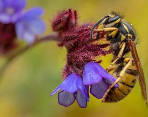 Ecosistemi ‘al servizio’ della società