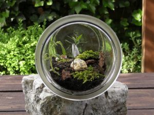 terrarium-3396099__480