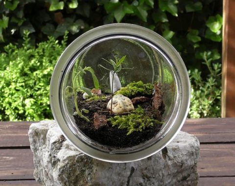 Conosciamo gli ecosistemi